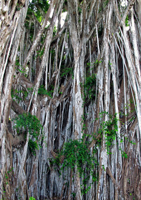 Kauai-Banyan-1