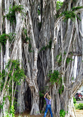 W-photographing-Kauai Banyan