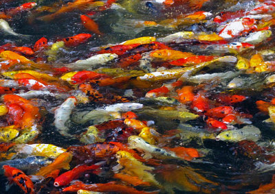 Koi-Feeding-Frenzy