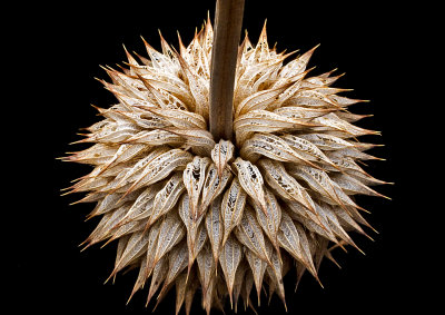 Weed-Seedhead