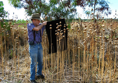 W. photographing Weed Seedhead