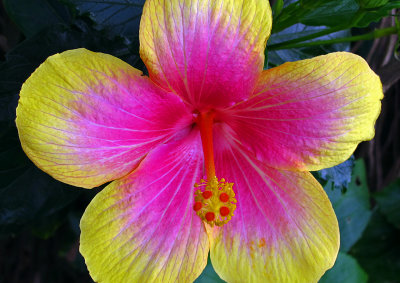 Hibiscus-2