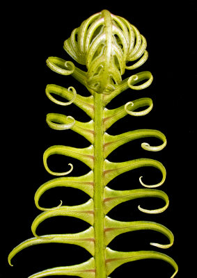 Unfurling-Palm-Leaf