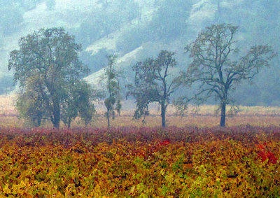 Ca. Vineyard in Rain