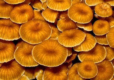 Fungi Cluster