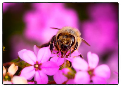 bees
