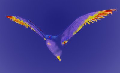 psychedelic seagull...