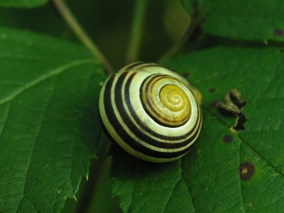 Home of a snail