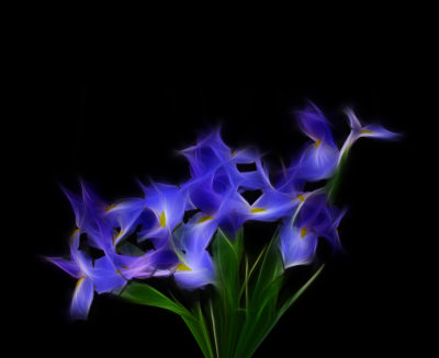 Lilies, Etc.