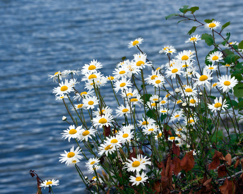 Daisies Shore Beacons<br>Rachel Penney<br> Celebration of Nature 2012<br> General Nature