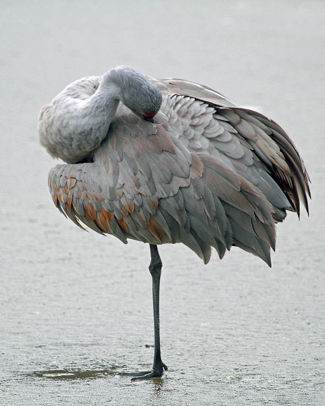 * George C Reifel Migratory Bird Sanctuary: January 15, 2013