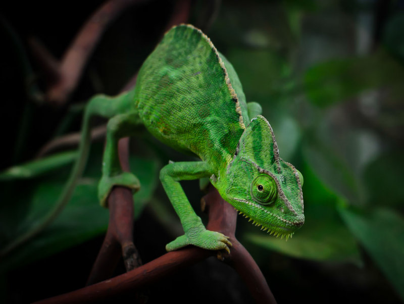 Lizard Enclosure - Dale FenwickNorth Shore Photographic ChallengeOpen