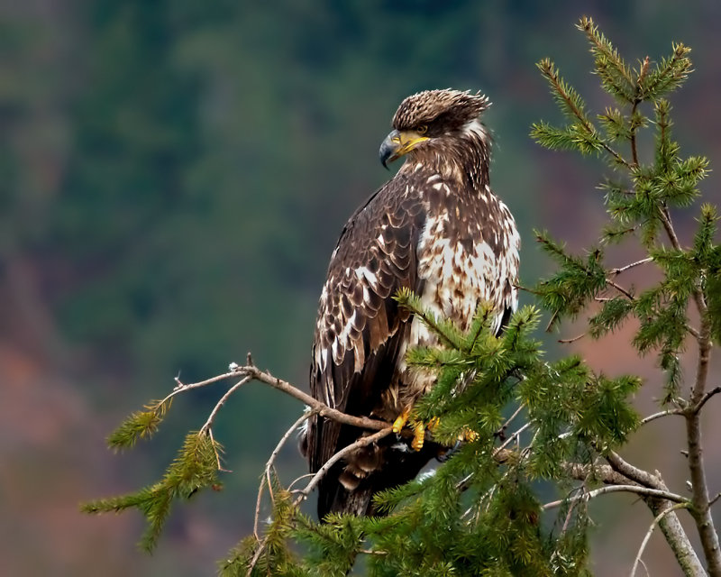 Intense Juvenile Bald Eagle - Rachel PenneyNorth Shore Photographic ChallengeOpen