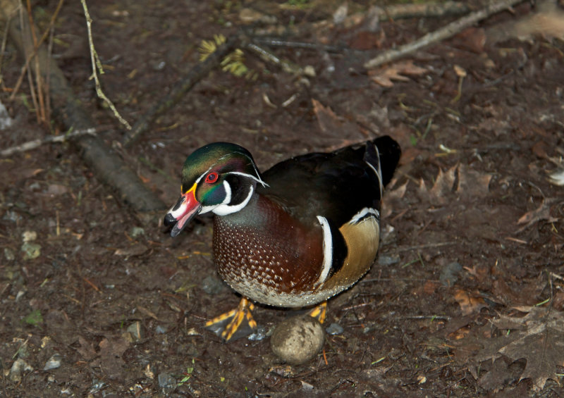 Quacking Wood Duck - Wendy CareyNorth Shore Photographic ChallengeOpen