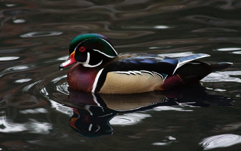 A Living Rainbow - Dale Fenwick.CAPA Spring 2013 - Open/NatureNature: 17 points