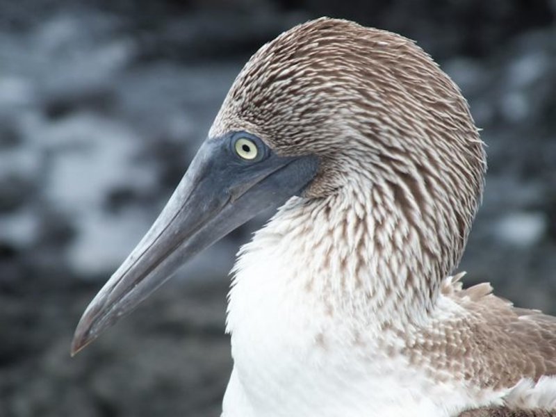 Blue Footed Booby - Atholl Cropper<br>CAPA Spring 2013 - Open/Nature<br>Nature