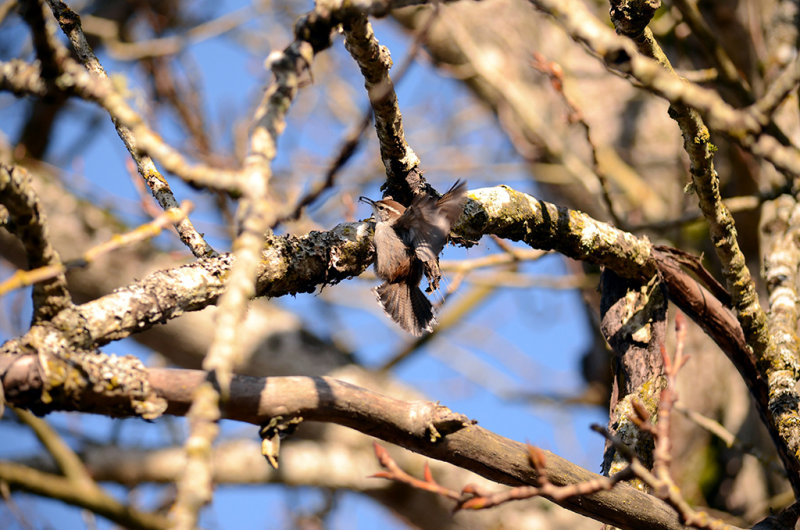 Camouflage - Robert StensethCAPA Spring 2013 - Open/NatureNature