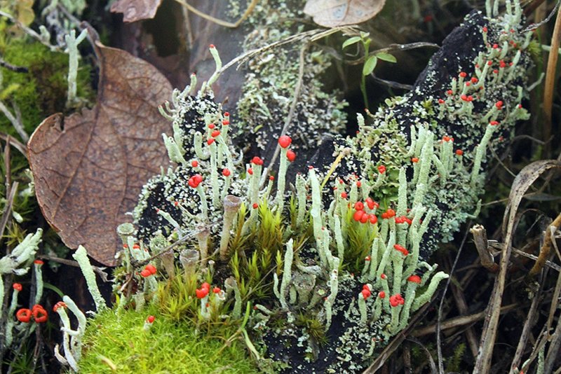 Cladonia Cristatella - Wilma HarvieCAPA Spring 2013 - Open/NatureNature