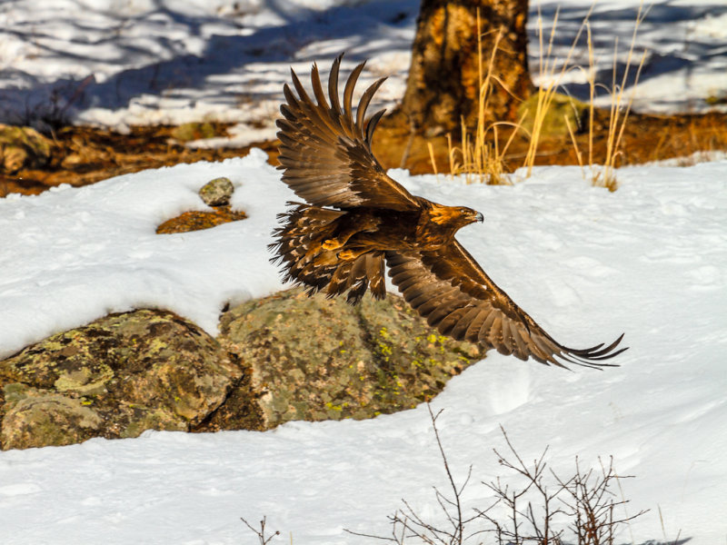 Golden Flight - Sandra StewartCAPA Spring 2013 - Open/NatureNature: 16 points