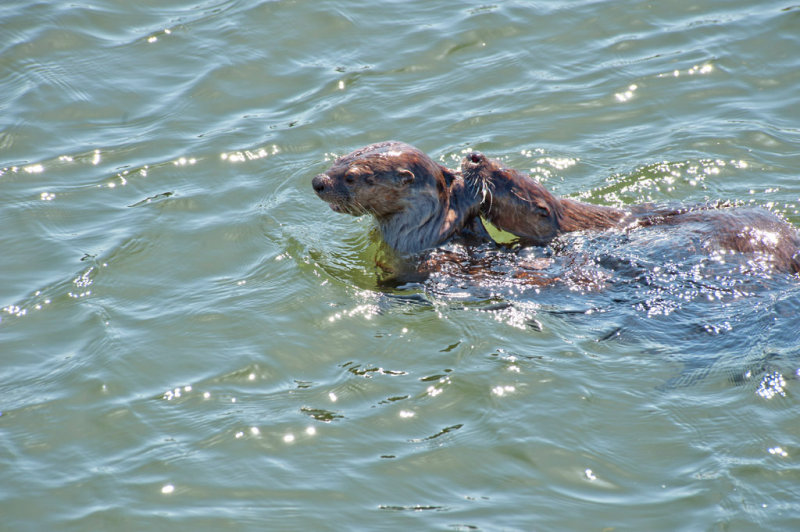 Otter Love - Cim MacDonaldCAPA Spring 2013 - Open/NatureNature