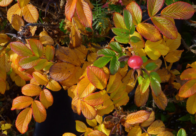 Wild Rose Bush - P. M. RankinCAPA Spring 2013 - Open/NatureNature