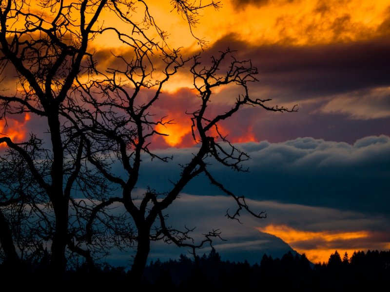Garry Oak Fire - Barry HetschkoCAPA Spring 2013 - Open/NatureOpen: 17 points