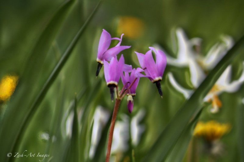 Purple Shooting Stars