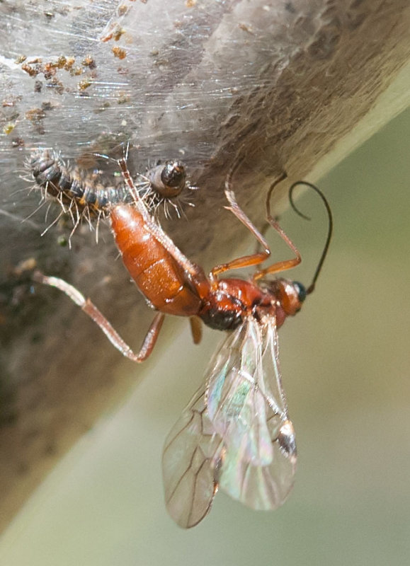 Wasplike insect lays an egg on a newly-hatched tent caterpillar