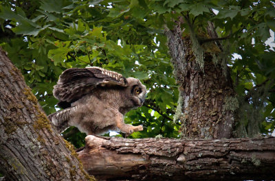 Great Horned Owlet<br>Racine Erland<br> Celebration of Nature 2012<br> Birds:  20.5 points