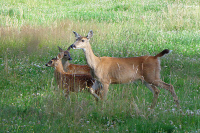 Ears Up<br>Wilma Harvey<br> Celebration of Nature 2012<br> Mammals