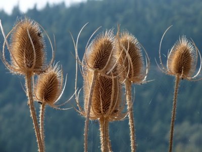 Teasels<br>Atholl Cropper<br> Celebration of Nature 2012<br> General Nature