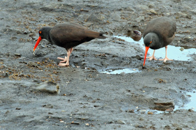 Oyster Catchers