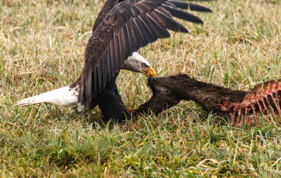 Feasting Strength - Rose Vanderstap<br>North Shore Photographic Challenge<br>Open