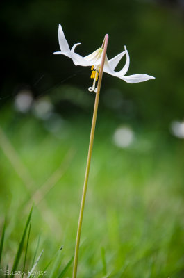 lone lily