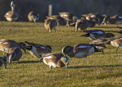 American Wigeon