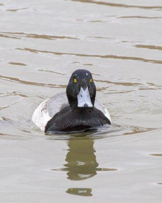 Greater Scaup - Male