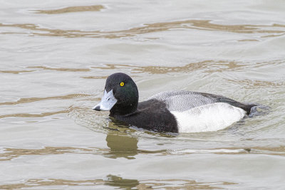 Greater Scaup - Male