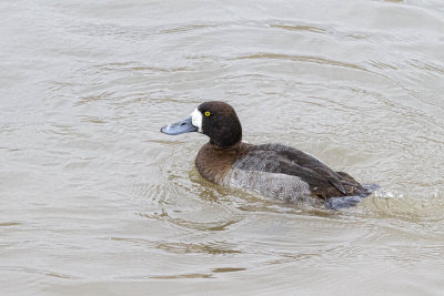 Greater Scaup - Female