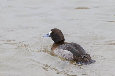 Greater Scaup - Female