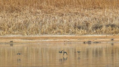 Green-winged Teal (?)