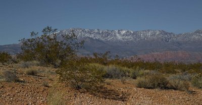 Mojave Desert and Joshua Tree Landmark Road