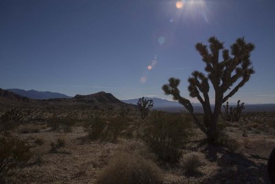 Mojave Desert and Joshua Tree Landmark Road