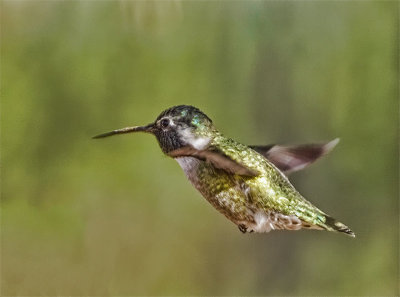 Male Costa's Hummingbird 
