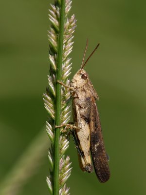 Grass Hopper2