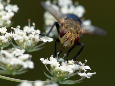 Tachinid Fly3