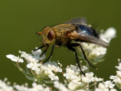 Tachinid Fly4