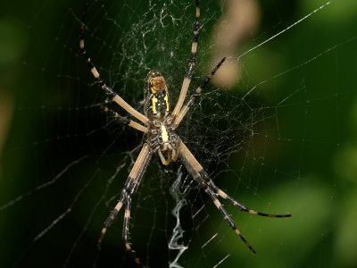 Garden Spider1