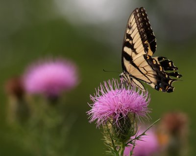 Eastern Tiger Swallowtail on Thistle1a