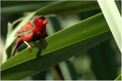 Crimson finch