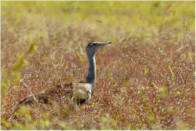 Australian bustard